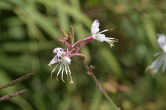 Oenothera filiformis