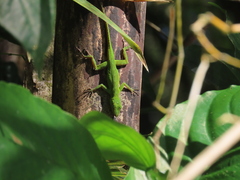 Anolis evermanni