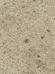 Cicindela hirticollis