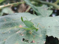 Leptophyes punctatissima