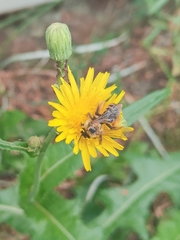 Dasypoda