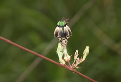Ceropegia kachinensis