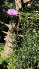 Cirsium discolor