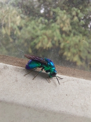 Stilbum