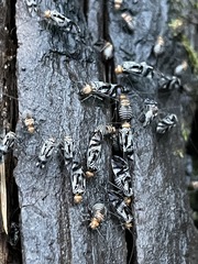 Cerastipsocus venosus