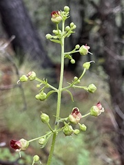 Scrophularia parviflora