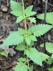 Scrophularia parviflora
