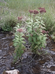 Eutrochium maculatum