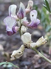 Galegeae