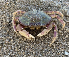 Metacarcinus gracilis