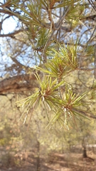 Pinus halepensis