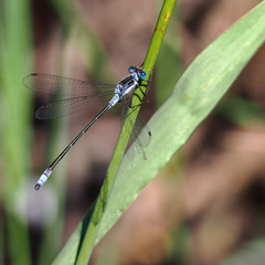 Lestes