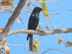Melaenornis pammelaina