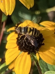 Eristalis transversa