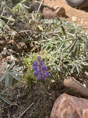 Lupinus argenteus