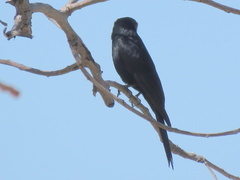 Melaenornis pammelaina