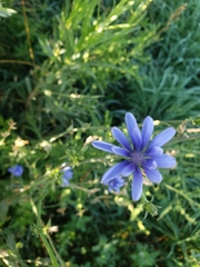 Cichorium intybus