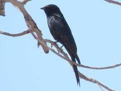 Melaenornis pammelaina