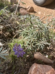 Lupinus argenteus