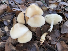 Rhodocollybia