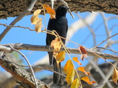 Melaenornis pammelaina