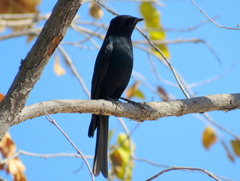 Melaenornis pammelaina