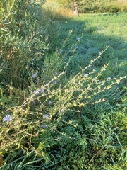 Cichorium intybus