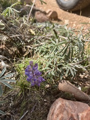 Lupinus argenteus