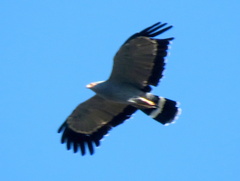 Polyboroides typus typus