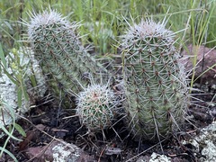Echinocereus engelmannii fasciculatus