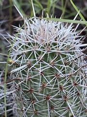 Echinocereus engelmannii fasciculatus