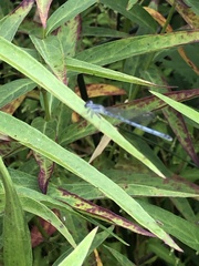 Ischnura
