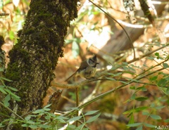 Lophophanes cristatus