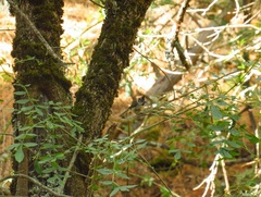Lophophanes cristatus