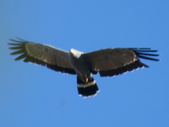 Polyboroides typus typus