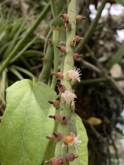 Rhipsalis