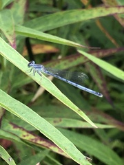 Ischnura
