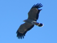 Polyboroides typus typus