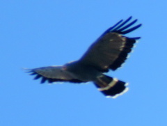 Polyboroides typus typus