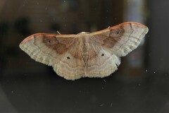 Idaea degeneraria