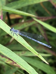 Ischnura