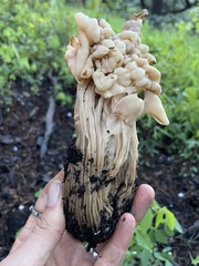 Helvella crispa
