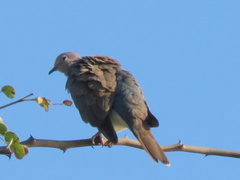 Streptopelia senegalensis senegalensis