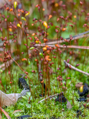 Funaria hygrometrica