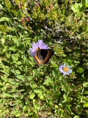 Aglais milberti