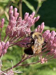 Bombus griseocollis