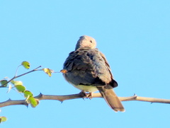 Streptopelia senegalensis senegalensis
