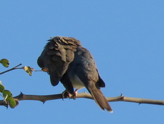 Streptopelia senegalensis senegalensis