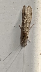 Oecetis