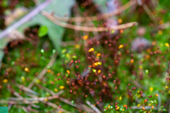 Funaria hygrometrica